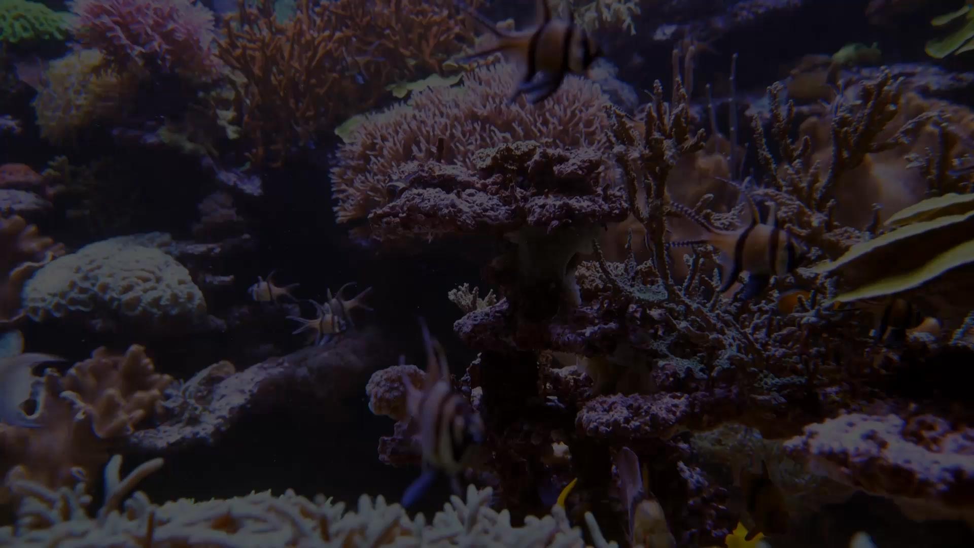 Bay Area Aquarium Maintenance